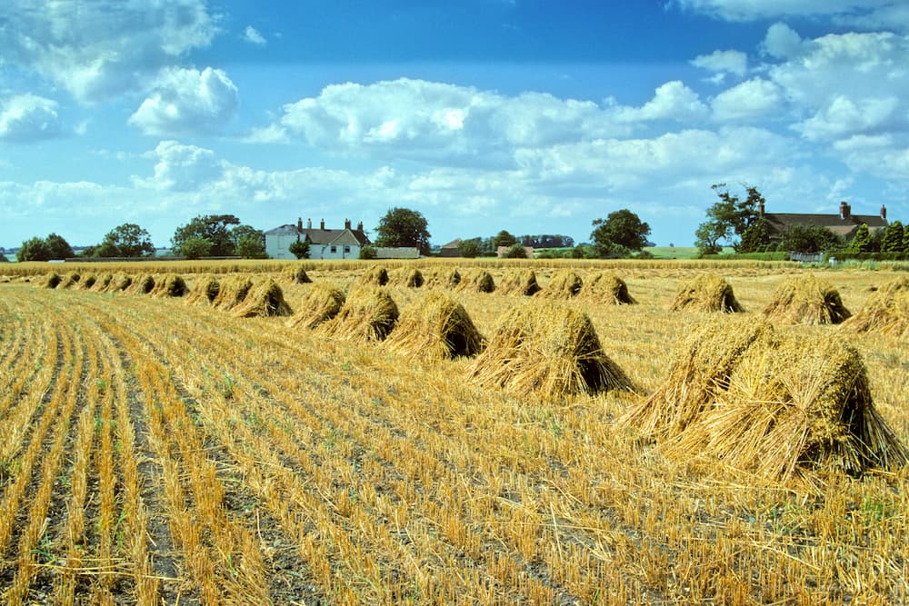 Stooks