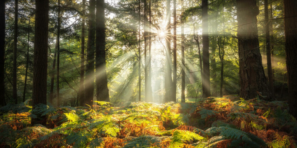 New Forest National Park, Hampshire