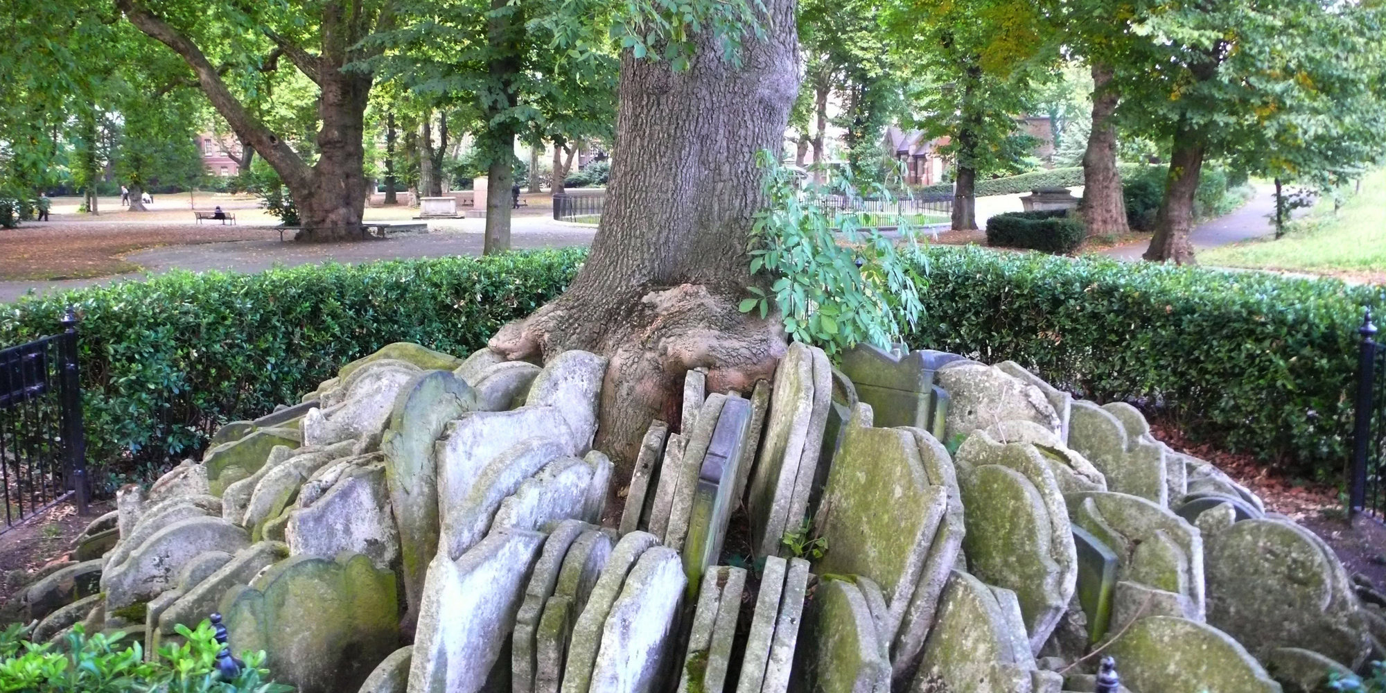 The Thomas Hardy tree Far from the madding crowd